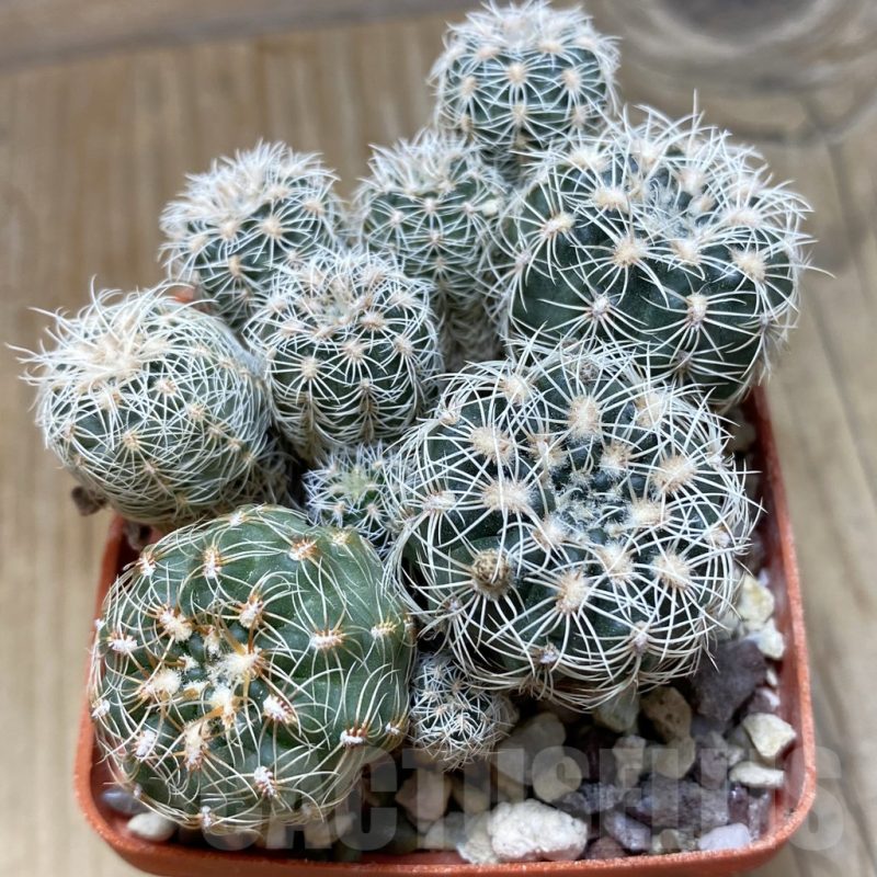 SH15264 Gymnocalycium bruchii v. brigittae mix