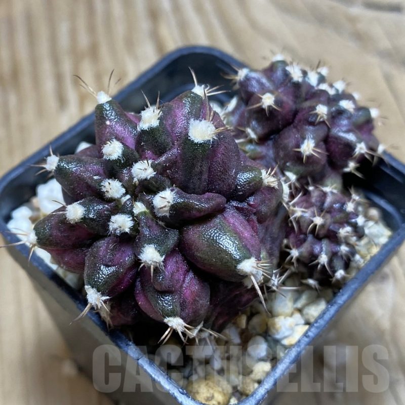 SH15265 Gymnocalycium mihanovichii 'T-Rex'