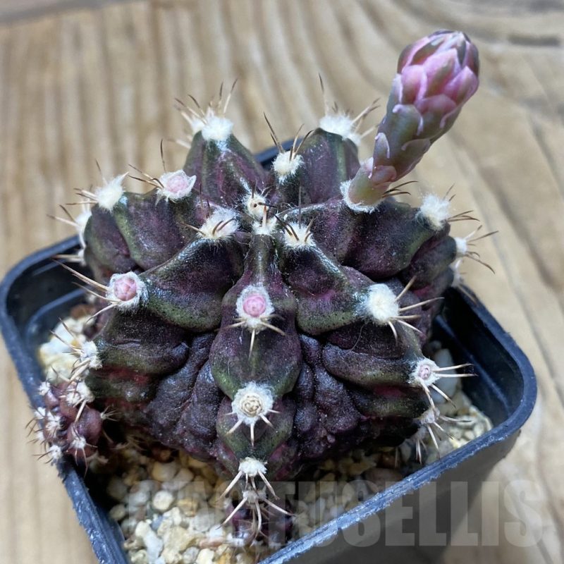 SH15266 Gymnocalycium mihanovichii T-rex hybrid, seedling