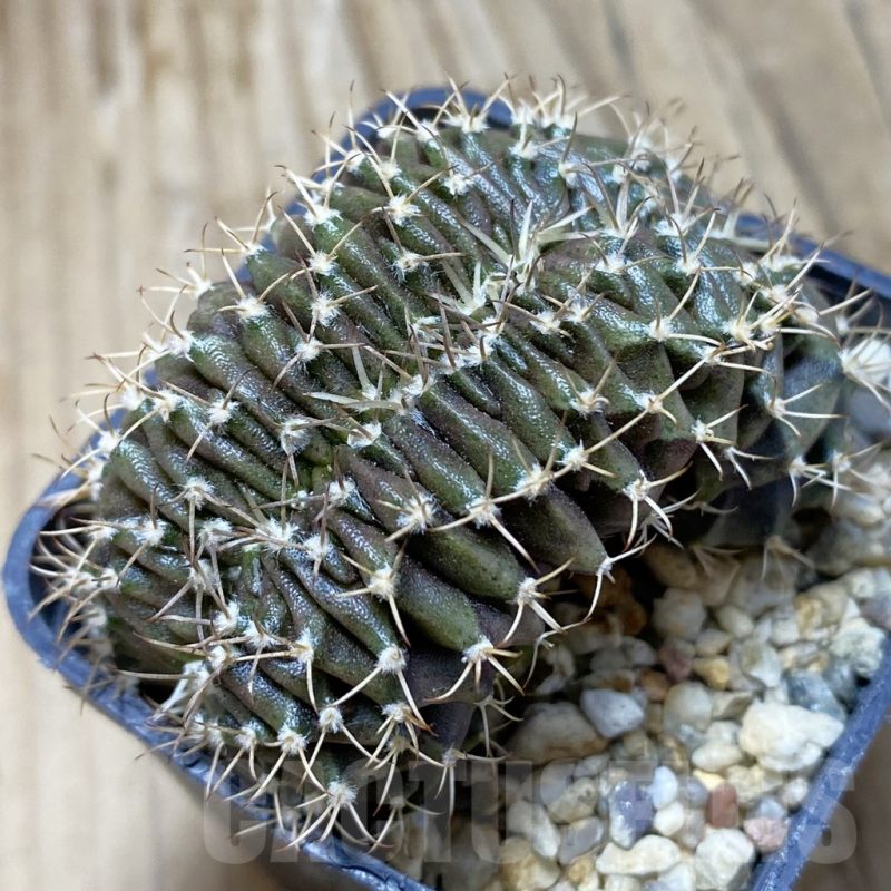 SH15267 Gymnocalycium mihanovichii f. cristata, seedling