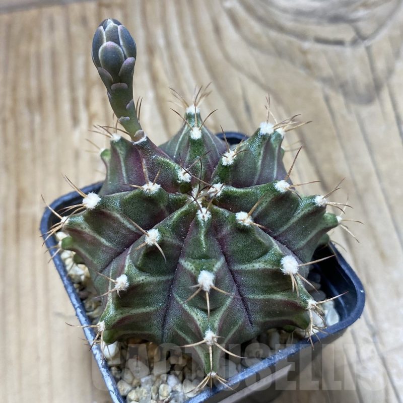 SH15271 Gymnocalycium mihanovichii ‘Neon’ hybrid, seedling