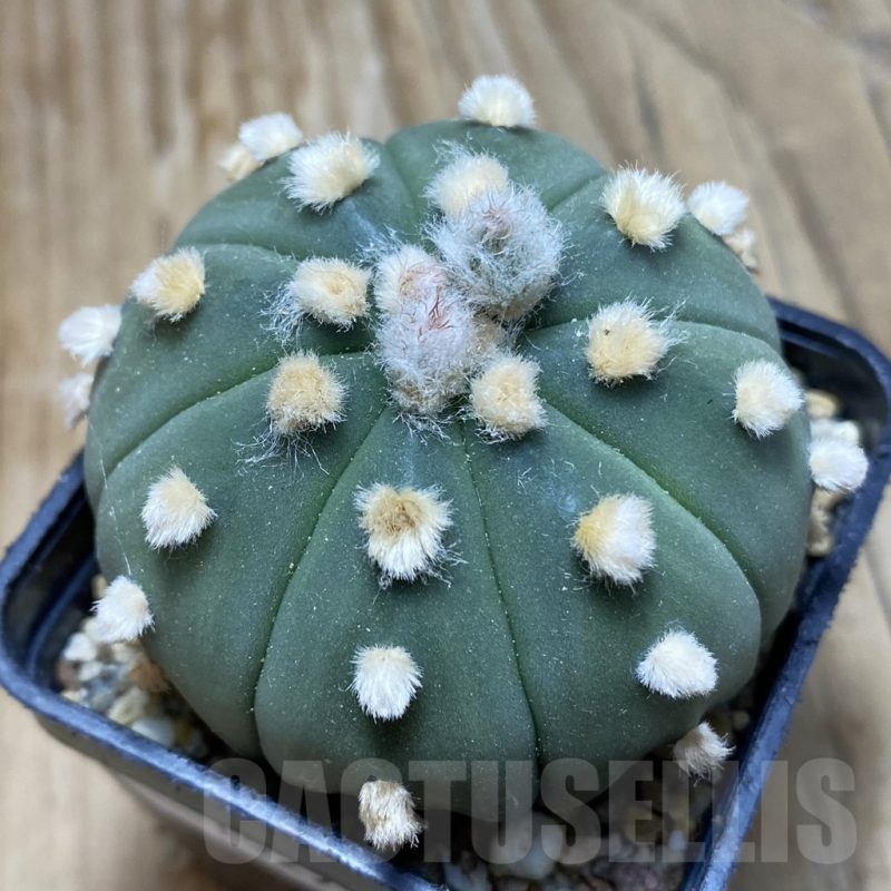 SH15273 Astrophytum asterias ‘Ooibo’