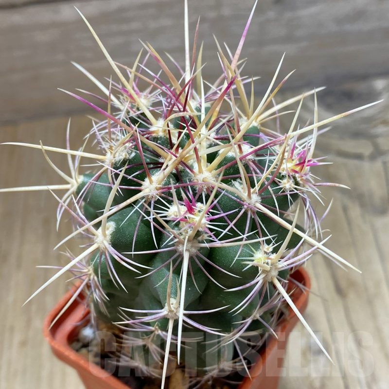 SH15413 Thelocactus bicolor