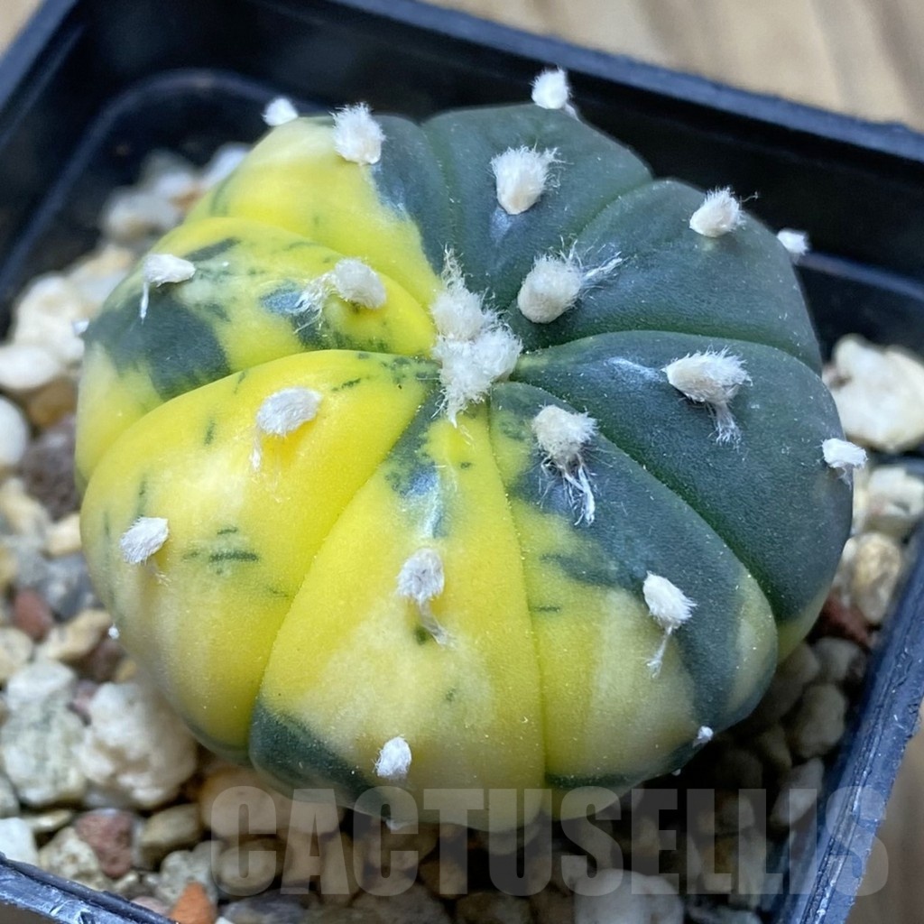 SH15418 Astrophytum asterias f. variegata