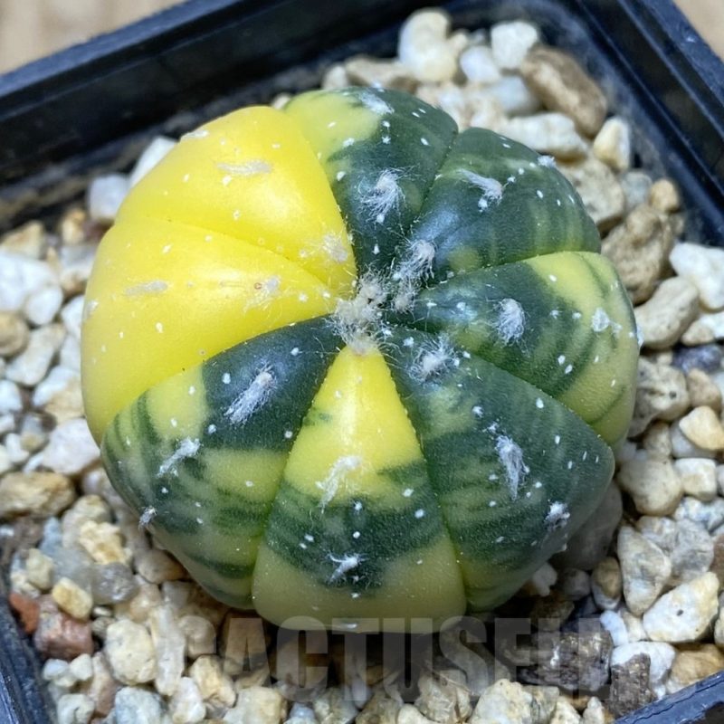 SH15419 Astrophytum asterias f. variegata