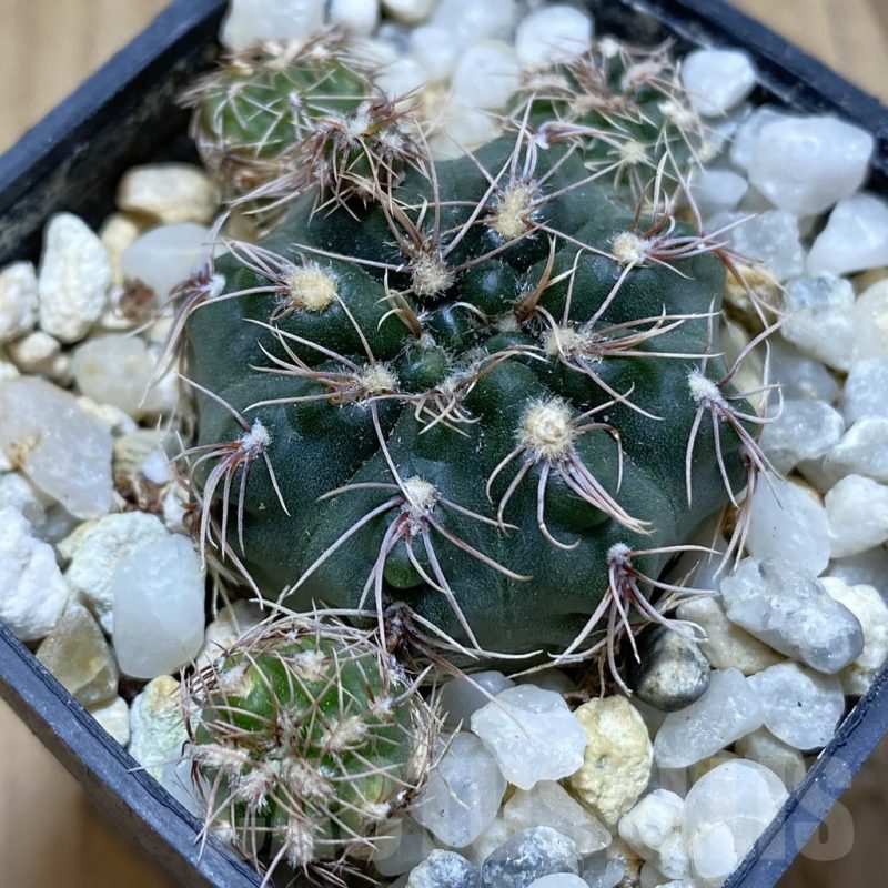 SH15421 Gymnocalycium affine RER 448