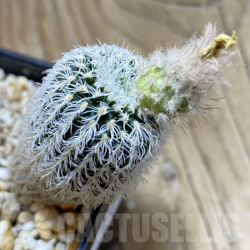 SH15424 Frailea densispina