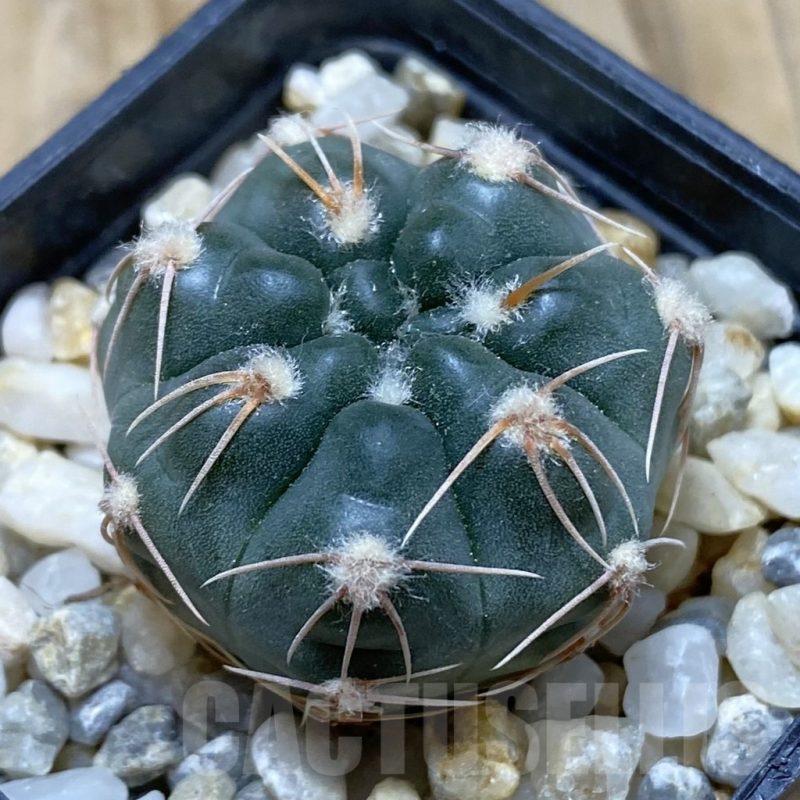 SH15425 Gymnocalycium sp. MM650