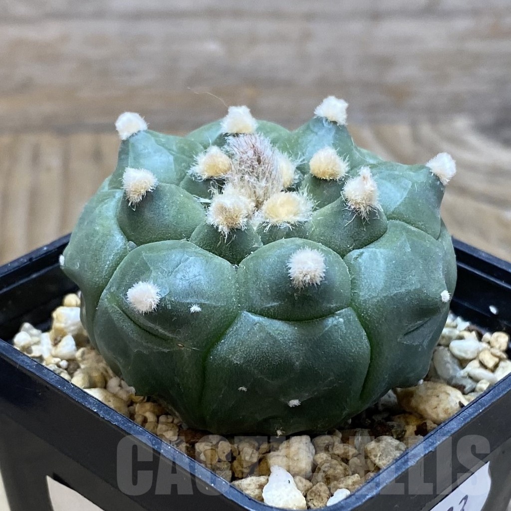 SH15433 Astrophytum asterias ‘Kikko’ - Image 2