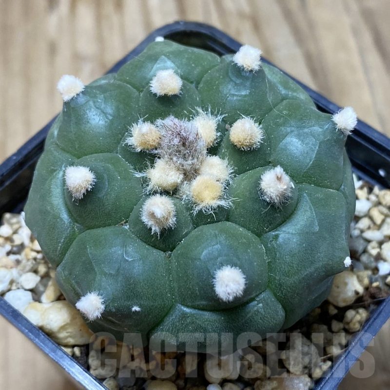 SH15433 Astrophytum asterias ‘Kikko’