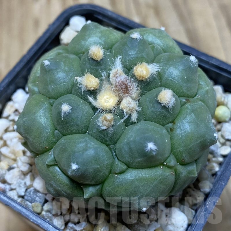SH15434 Astrophytum asterias ‘Kikko’