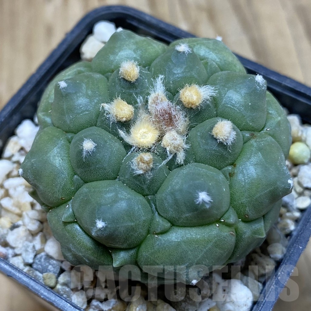 SH15434 Astrophytum asterias ‘Kikko’