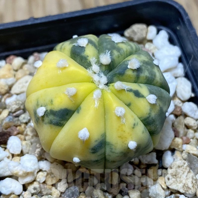 SH15444 Astrophytum asterias ‘Ooibo’ f. variegata