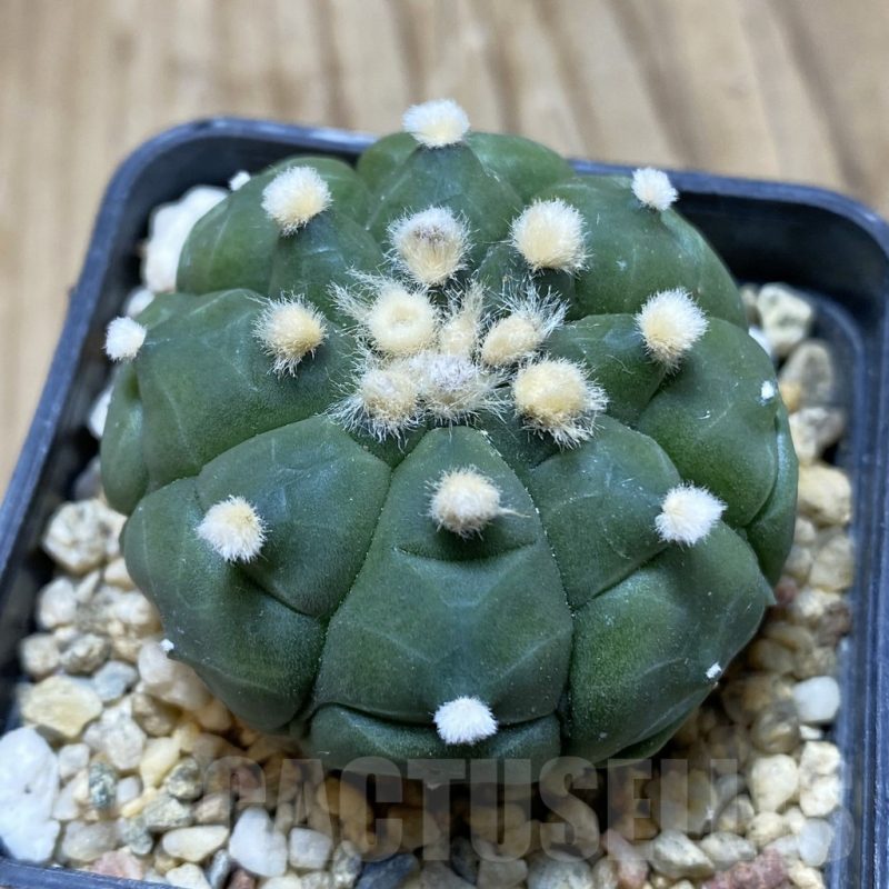 SH15446 Astrophytum asterias ‘Kikko’