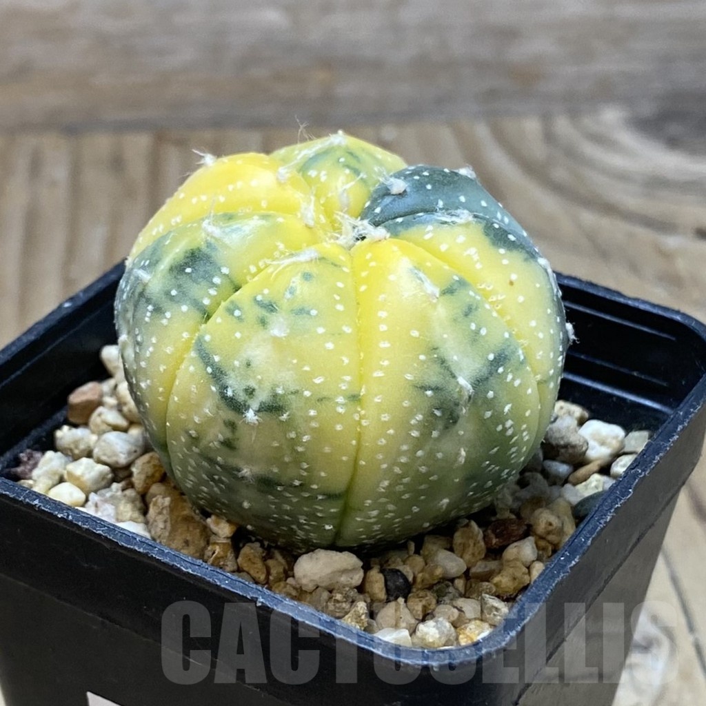 SH15447 Astrophytum asterias f. variegata – Image 2