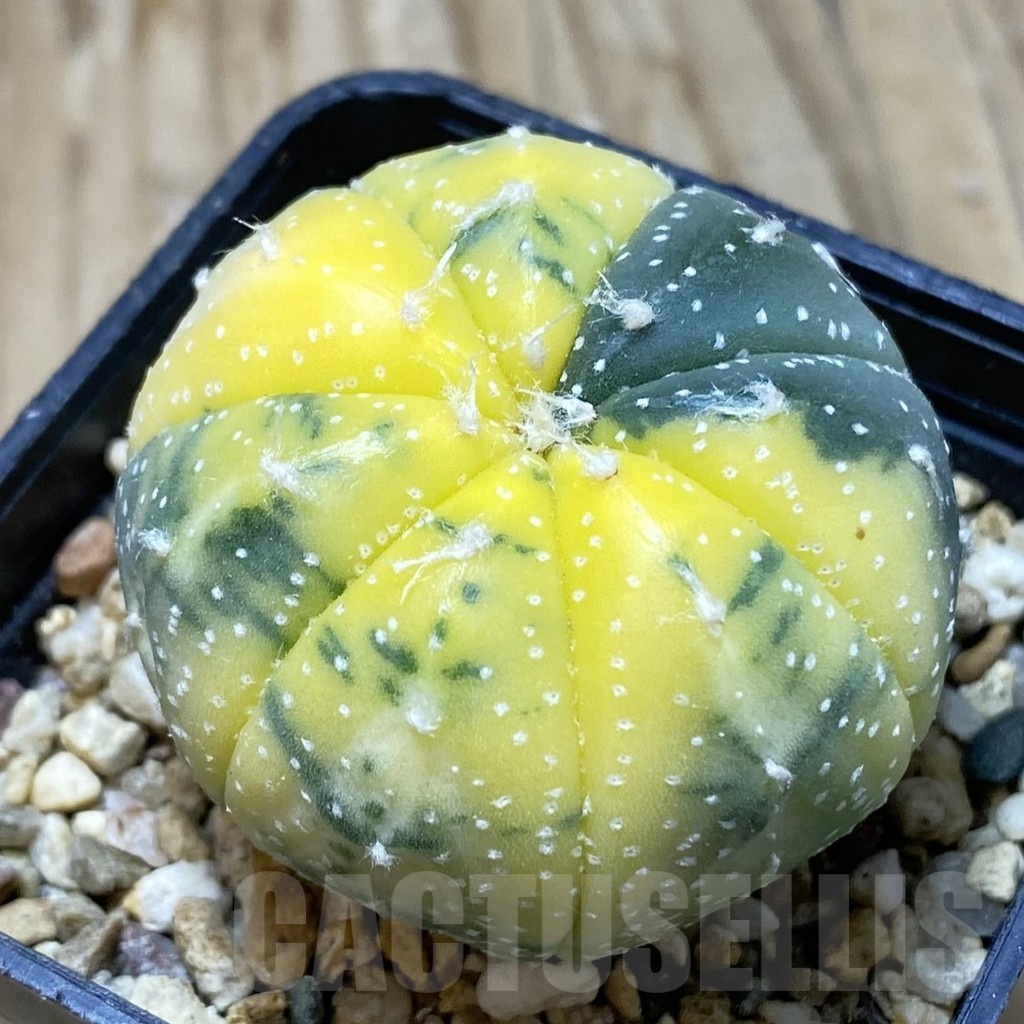 SH15447 Astrophytum asterias f. variegata