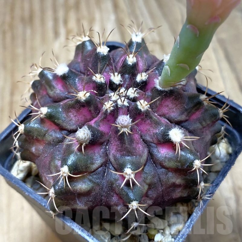 SH15454 Gymnocalycium mihanovichii 'T-Lux'