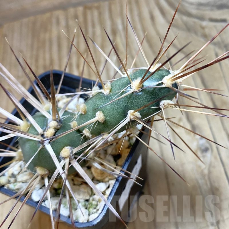 SH15456 Maihueniopsis glomerata