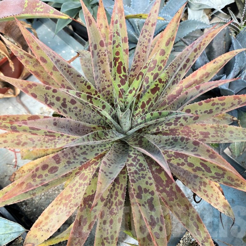 SH15853 Mangave 'Pineapple Express'