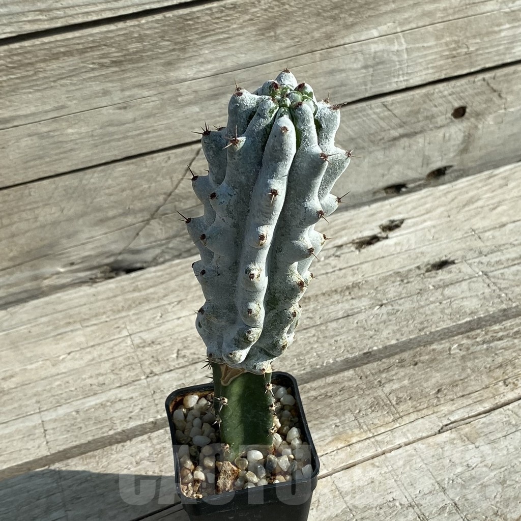 SH16461 Stenocereus beneckei, grafted - Image 2