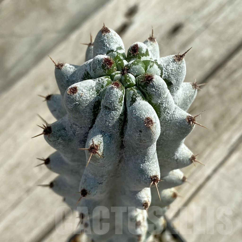 SH16461 Stenocereus beneckei, grafted