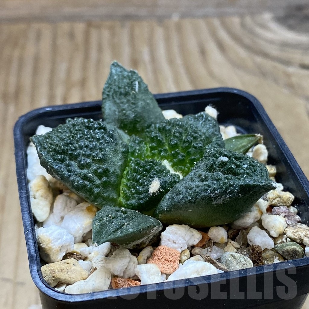 SH16715 Ariocarpus fissuratus ‘Godzilla’, seedling - Image 2