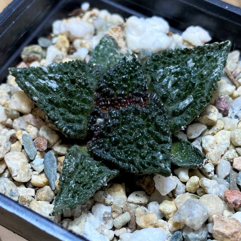 SH17359 Ariocarpus fissuratus ‘Godzilla’ hybrid, seedling