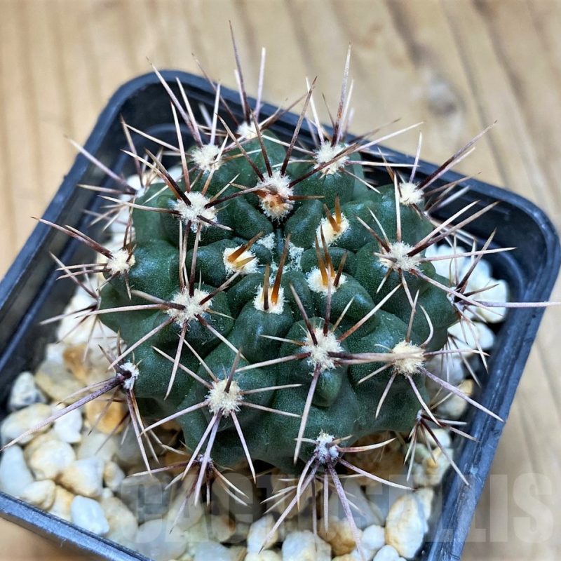 SH17364 Gymnocalycium platense v. ventanicola P94