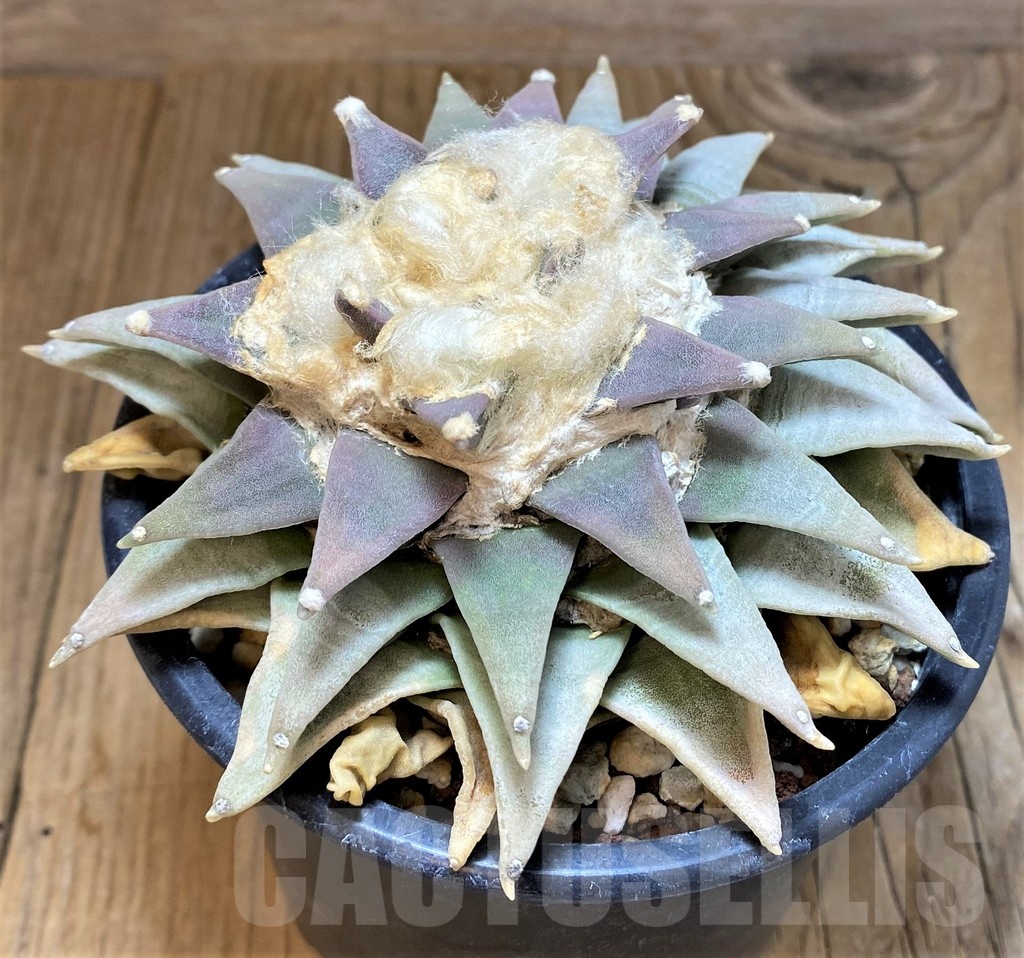 SH17368 Ariocarpus retusus, 20 years old - Image 2