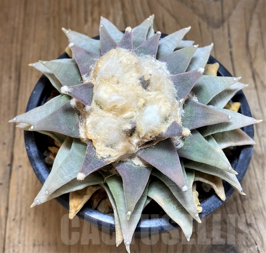 SH17368 Ariocarpus retusus, 20 years old