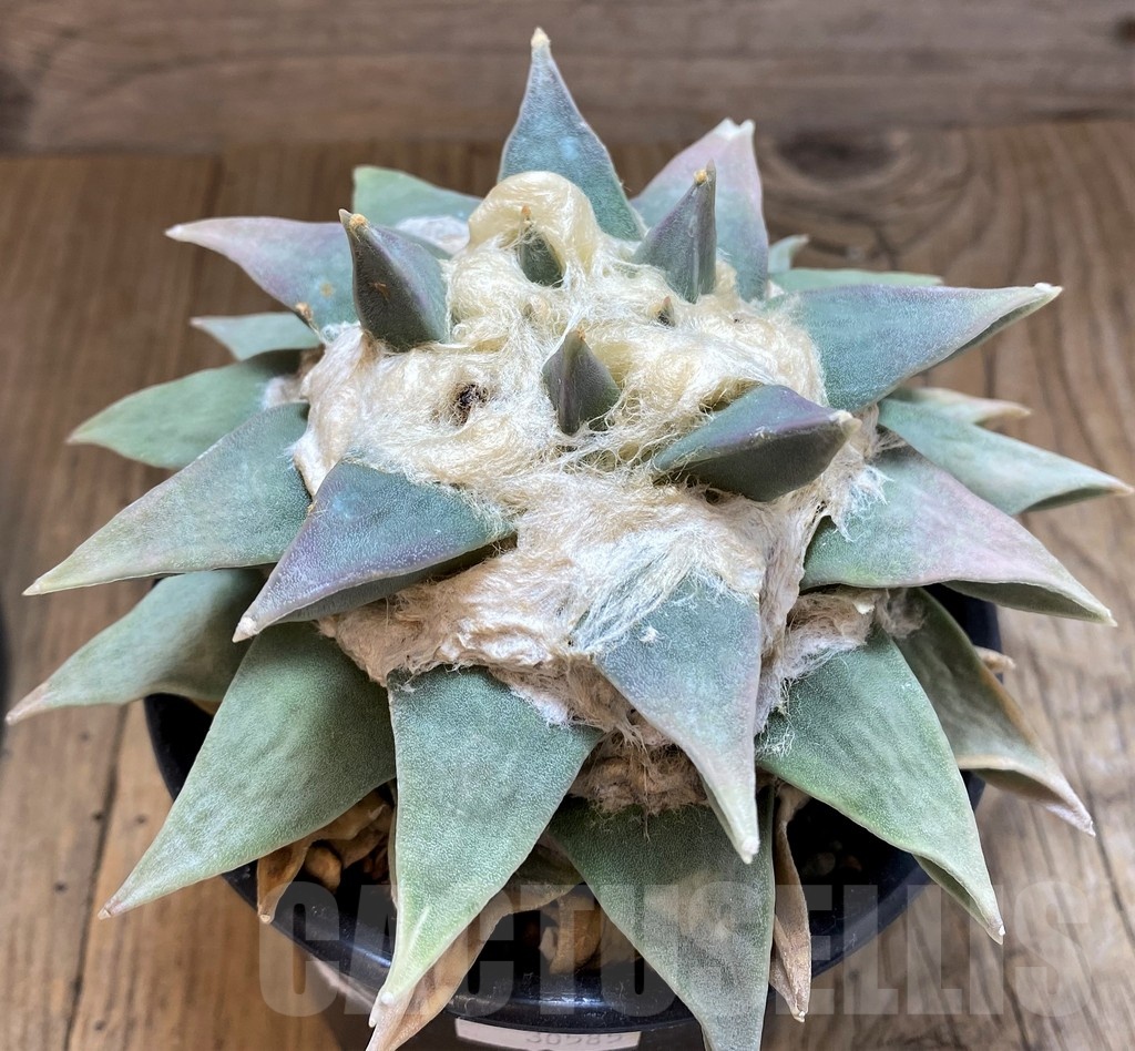 SH17369 Ariocarpus retusus, 20 years old - Image 2