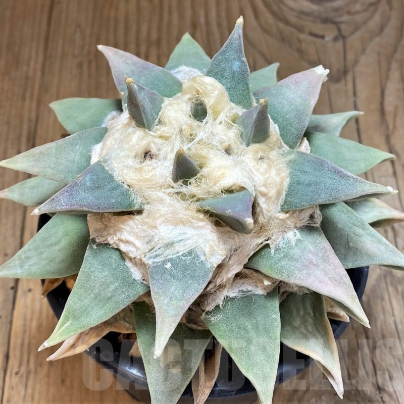 SH17369 Ariocarpus retusus, 20 years old