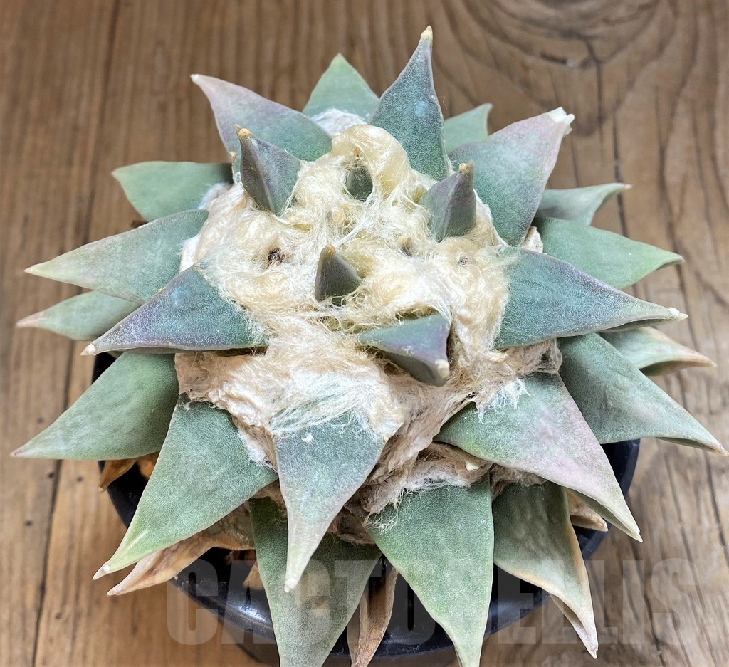 SH17369 Ariocarpus retusus, 20 years old