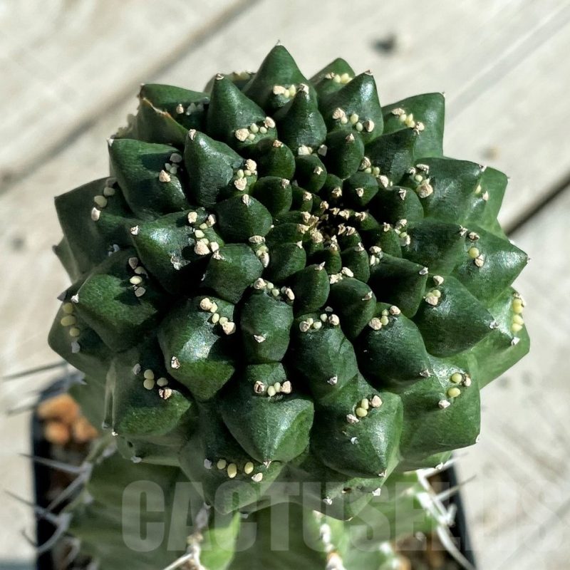 SH17386 Euphorbia gymnocalycioides, grafted