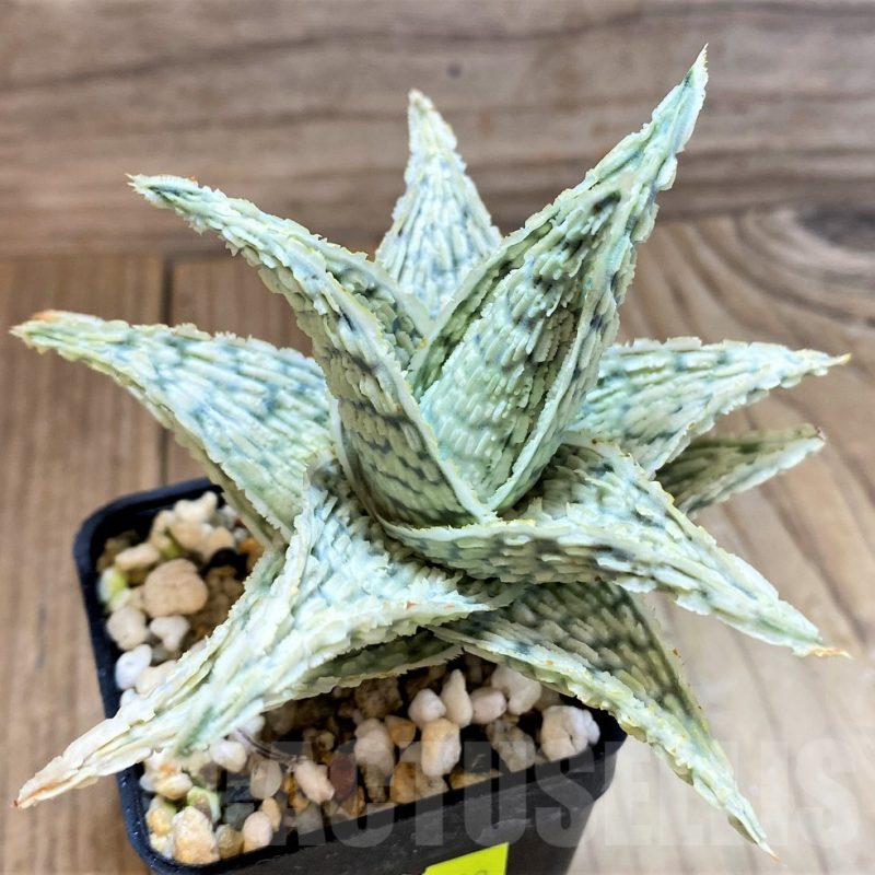 SH17898 Aloe hybrid