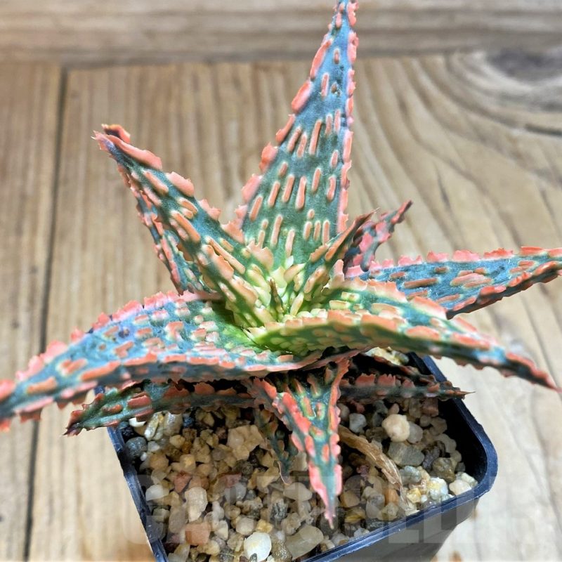 SH17900 Aloe TCT hybrid