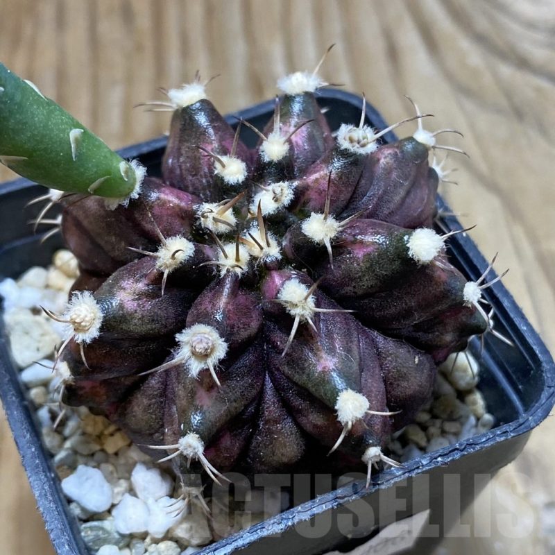 SH17971 Gymnocalycium mihanovichii 'T-Rex' hybrid, seedling