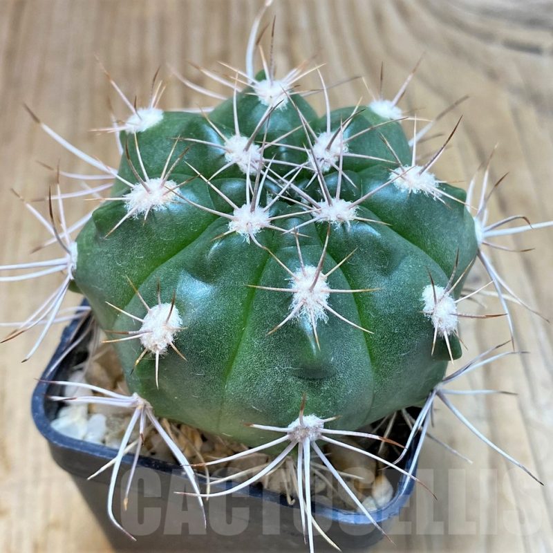 SH190 Gymnocalycium valnicekianum