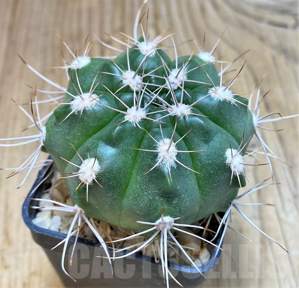 SH190 Gymnocalycium valnicekianum