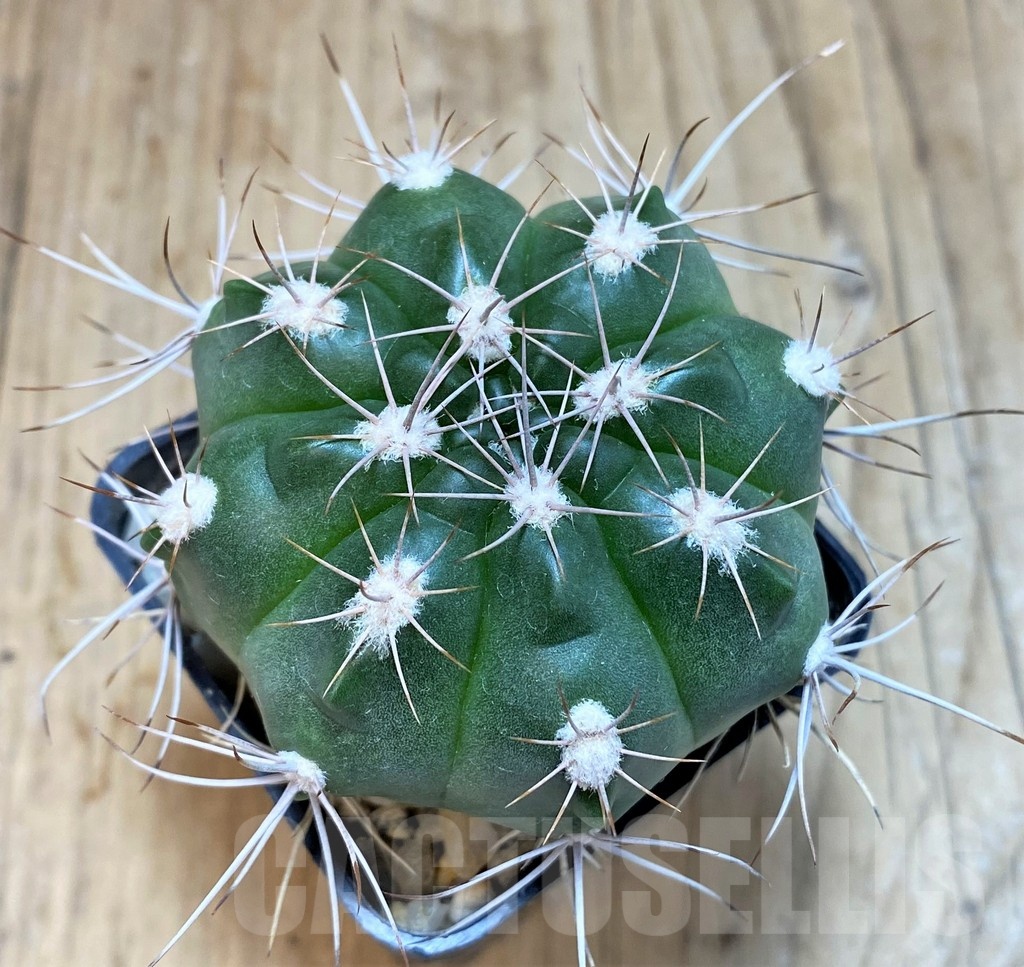 SH190 Gymnocalycium valnicekianum - Imagen 2
