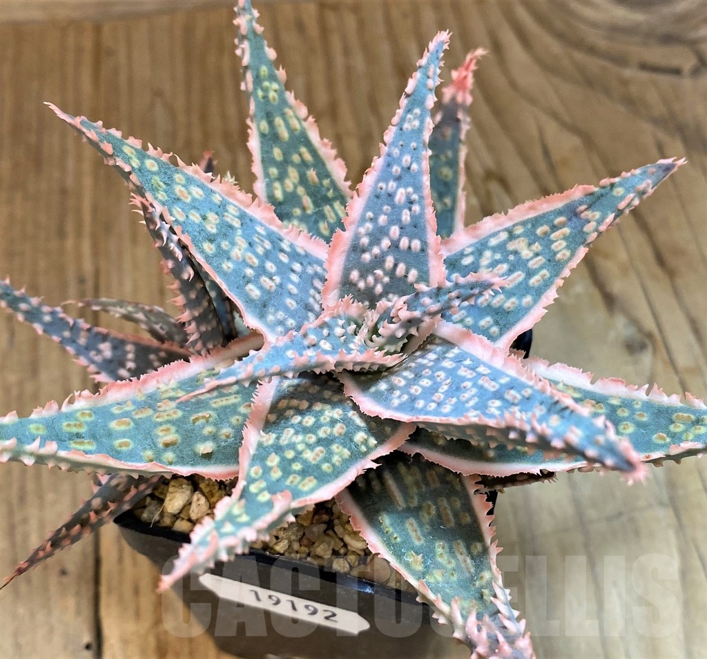 SH19192 Aloe hybrid - Image 2