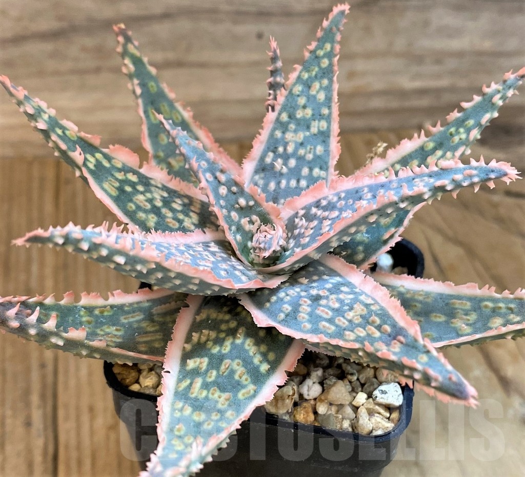 SH19192 Aloe hybrid