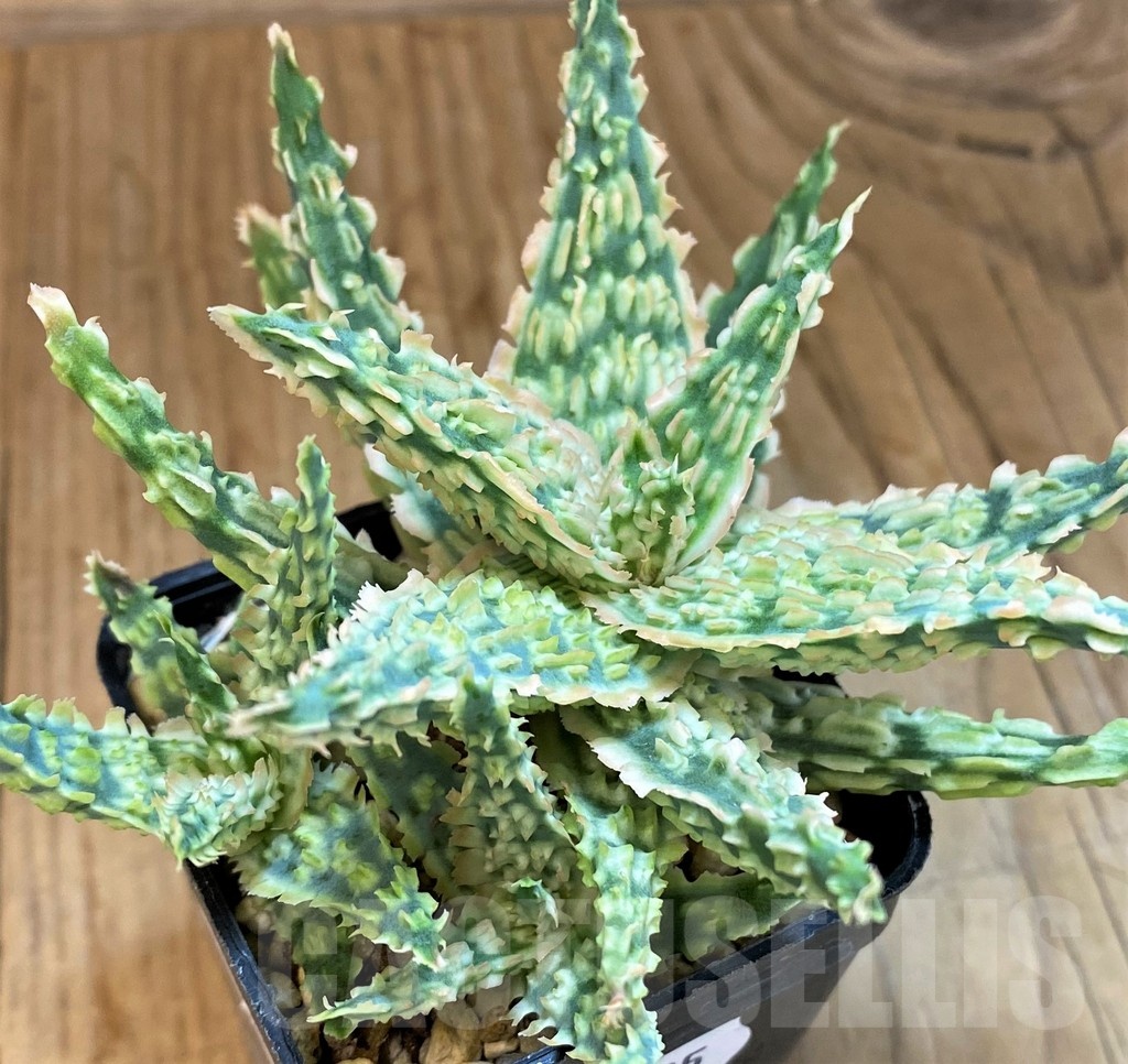 SH19195 Aloe TCT hybrid - Image 2