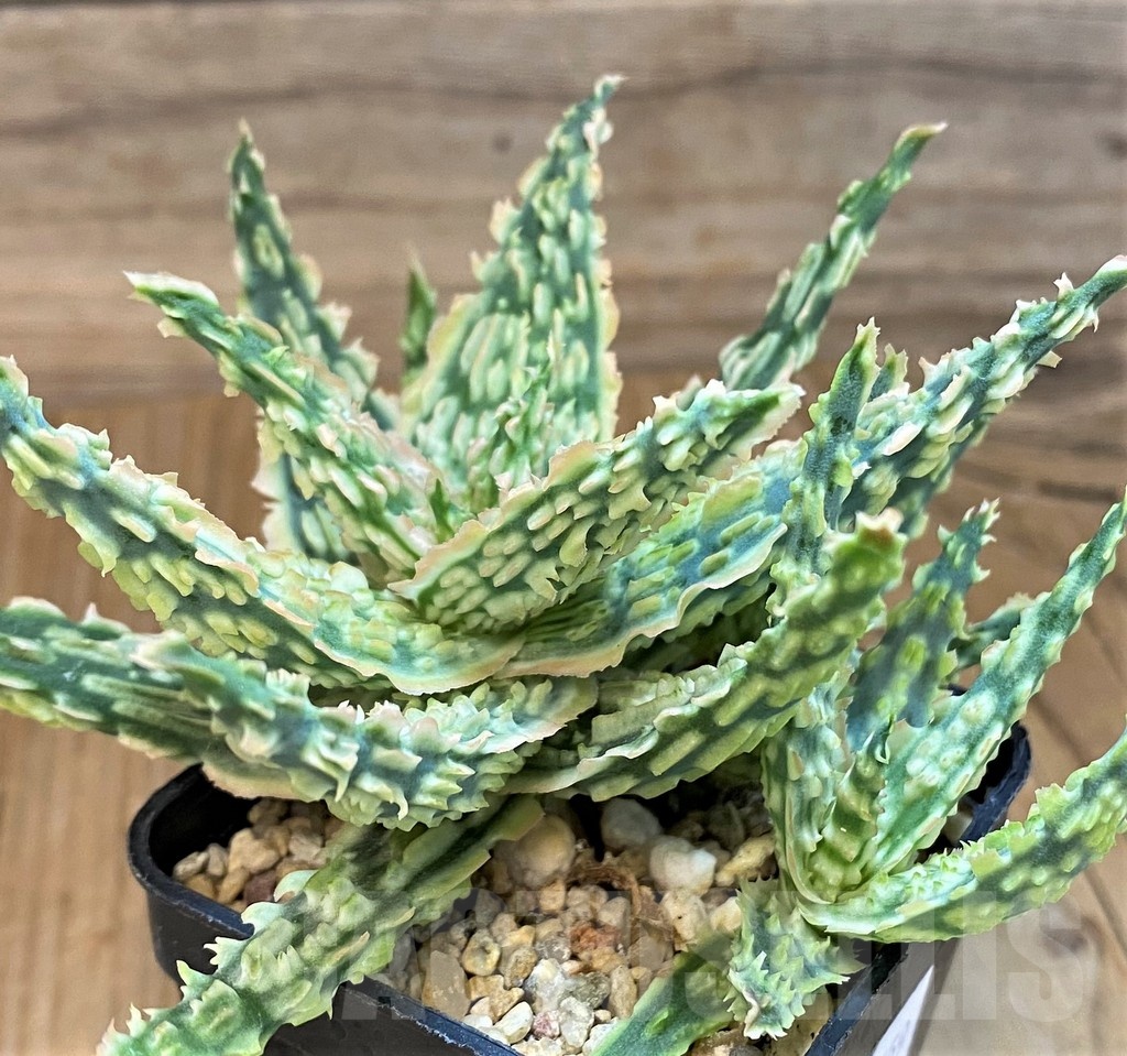 SH19195 Aloe TCT hybrid