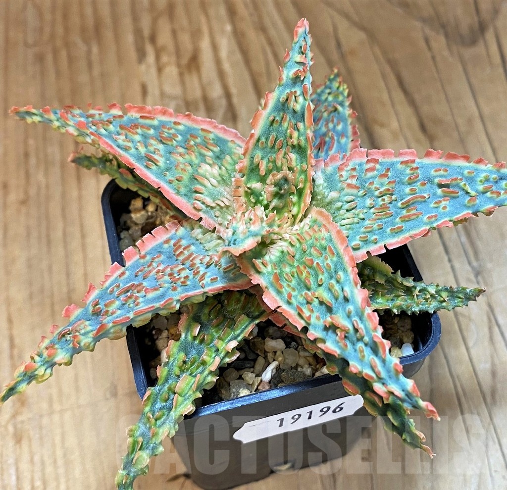 SH19196 Aloe TCT hybrid - Image 2