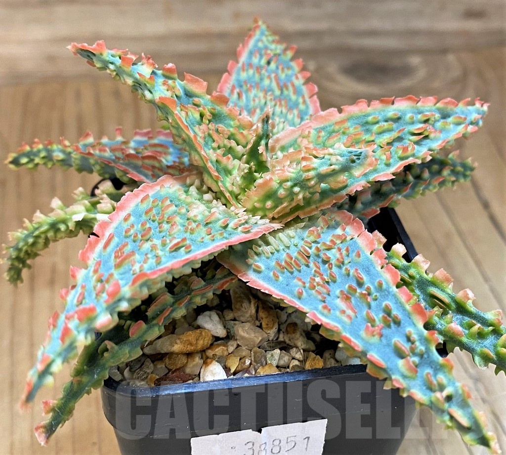 SH19196 Aloe TCT hybrid