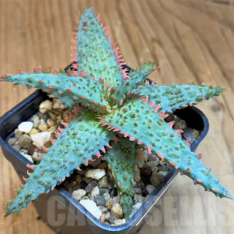 SH19197 Aloe TCT hybrid