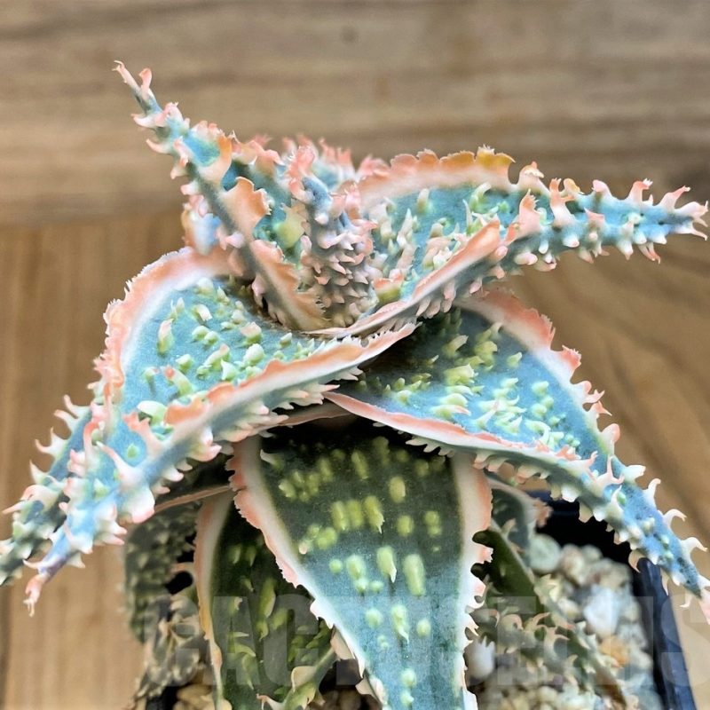 SH19202 Aloe TCT hybrid