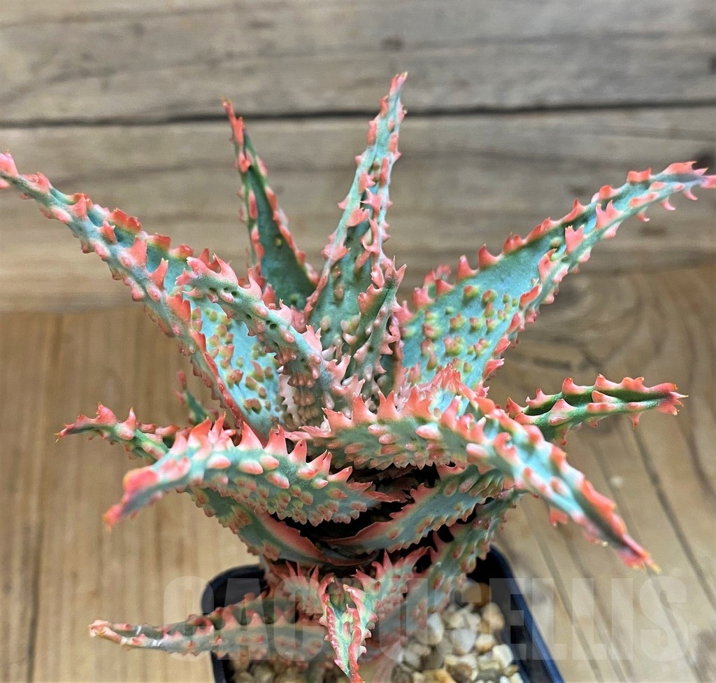 SH19203 Aloe TCT hybrid - Image 2