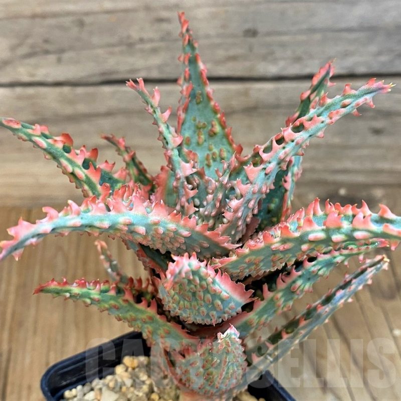 SH19203 Aloe TCT hybrid